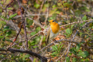 Fototapeta premium A European Robin sitting on a bush