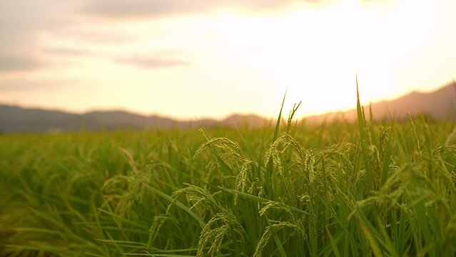 Ears of rice grow Rice fields in evening sunlight