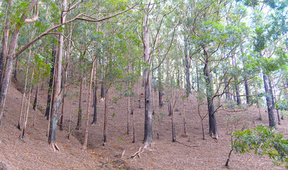 Tall Trees on Mountain Slopes
