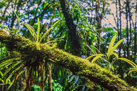 Plants growing on a mossy tree trunk in a lush green rainforest