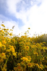 Yellow Flowers