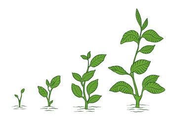 Plant growth stage. Animation of the development. Hand drawn vector.