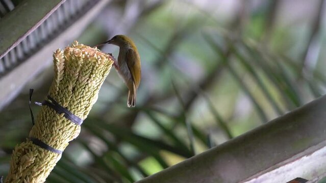  Burung madu kelapa or Brown-throated sunbird perching and eating on coconut tree. Portrait shot orientation