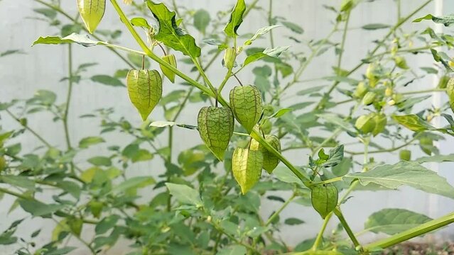 golden berry or groundcherries on the tree, edible wild fruit in the garden. Groundcherries also known as goose cape berry, ciplukan, inca, morel, poha berry, peruvian groundcherry, husk cherry
