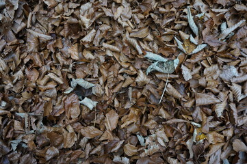 Autumn background: Fallen leaves: brown colored leaves