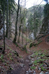 Small idyllic hiking trail in the forest: steep and rocky path near Krummbachstein in Lower Austria
