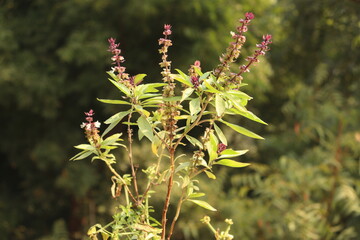 Closeup of flower of Tulsi plant with bokeh background