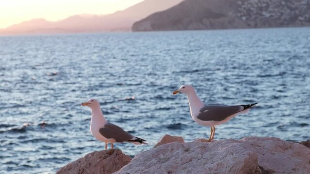 Close up black-tailed gulls standing on a rock in Penyal d'Ifac Natural Park in Calpe, Spain at beautiful sunset. Seagulls waiting for food. Animal wildlife. 