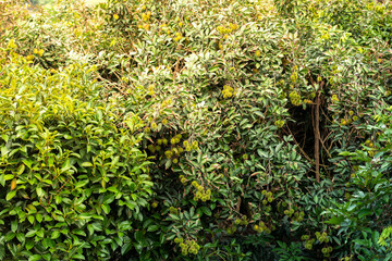 rambutan fruit on the rambutan tree waiting for the harvest in the agriculture farm at asian,  plantation thai fruit tree orchard outdoor natural.