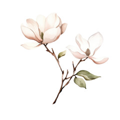 Naklejka na ściany i meble Watercolor illustration of a Magnolia flower branch isolated on background. PNG transparent background.