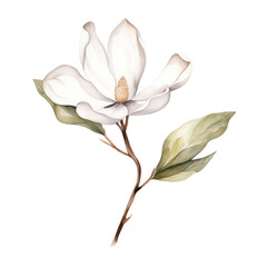 Watercolor illustration of a Magnolia flower branch isolated on background. PNG transparent background.