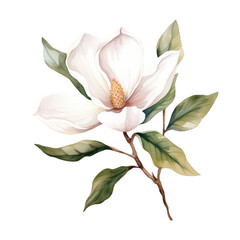 Watercolor illustration of a Magnolia flower branch isolated on background. PNG transparent background.