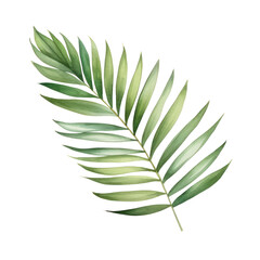 Watercolor illustration of palm leaf isolated on background. PNG transparent background.