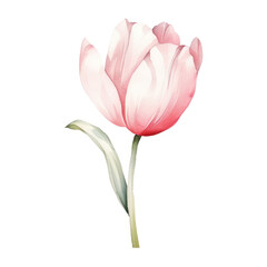 Fototapeta premium Watercolor illustration of a tulip flower isolated on background. PNG transparent background.