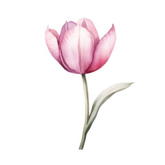 Watercolor illustration of a tulip flower isolated on background. PNG transparent background.