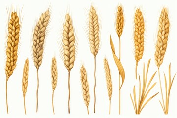 A group of wheat stalks on a white background. Can be used for agricultural or nature-themed designs