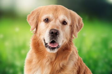 golden retriever portrait