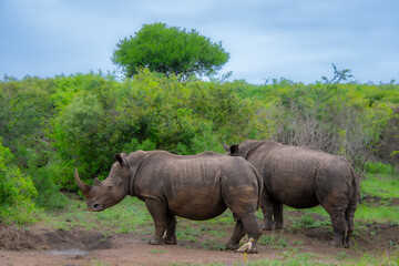 Fototapeta premium Pretty specimen of wild rhinoceros in the nature of South Africa