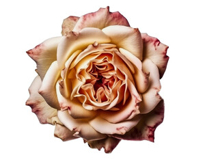 Rose flower on a light transparent background.
