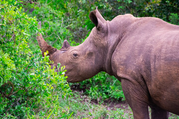 Naklejka premium Pretty specimen of wild rhinoceros in the nature of South Africa