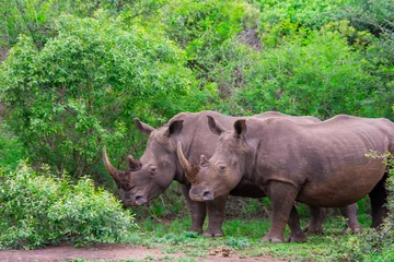 Foto op Plexiglas Pretty specimen of wild  rhinoceros in the nature of South Africa © Gilles Rivest