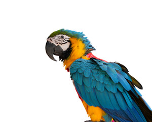 blue and gold macaw isolated on white background. This has clipping path.	