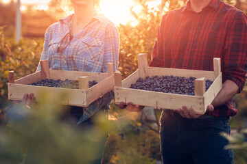 Farmers picking fresh blueberries on a family farm.