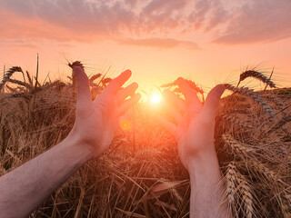 Hand touching wheat crops in golden hour, sunset, sunrise time.