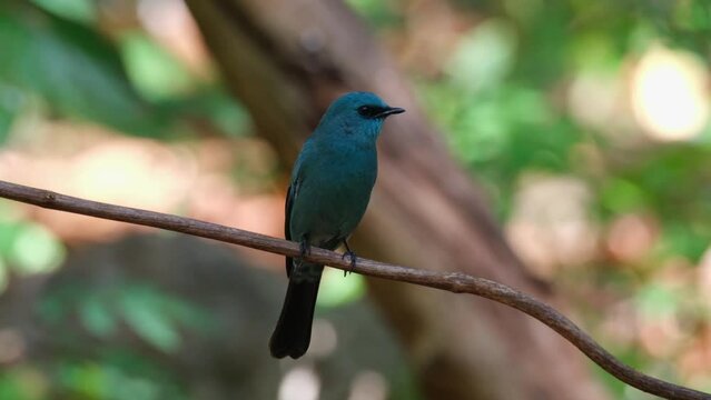 Looking around investigating its surroundings while perched on a vine, Verditer Flycatcher Eumyias thalassinus, Thailand