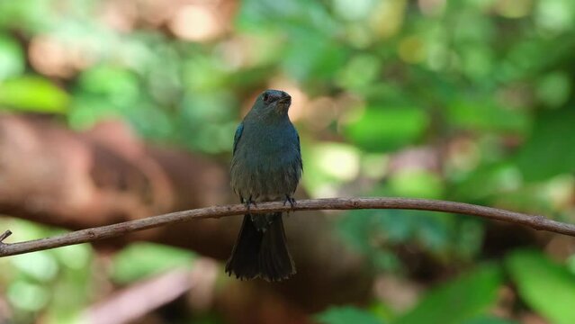 Chirping and turning while perched on the vine in the forest, Verditer Flycatcher Eumyias thalassinus, Thailand