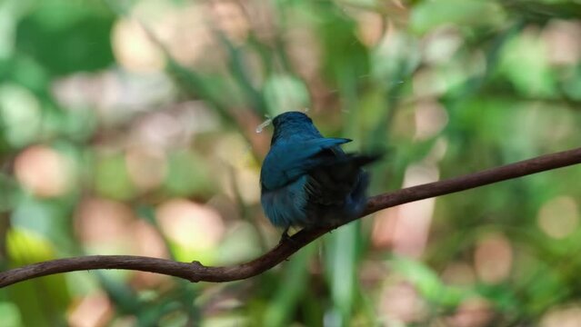 Camera slides to the right revealing this bird enjoying the bath from dripping water at a birdbath in the forest, Verditer Flycatcher Eumyias thalassinus, Thailand