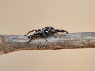Small jumping spider on a plant. Thyene imperialis