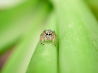 Small jumping spider on a plant. Thyene imperialis