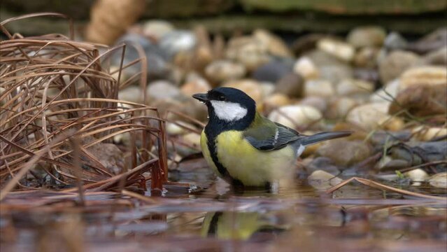 A Great Tit bathing in the water