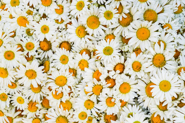 Wild white daisy flowers background, white chamomiles, common daisy, dog daisy, daisies, oxeye daisy - obrazy, fototapety, plakaty