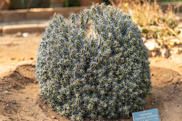 Euphorbia Mitriformis Native From Somalia