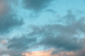 Mouettes en vol  dans le ciel du Lac Léman