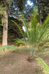 Encephalartos Villosus Native From Southern Africa