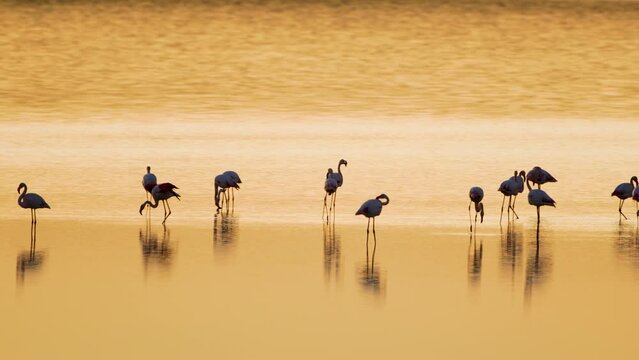 Group of flamingos on the water at golden hour
