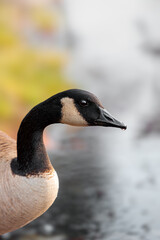 Close up of a goose