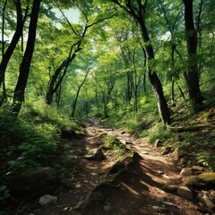 Fototapeta premium A panoramic view from the footpath through the lush forest