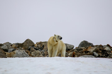 A Polar Bear (Ursus maritimus) - Svalbard.   