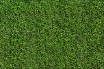 Fresh green grass as background, top view