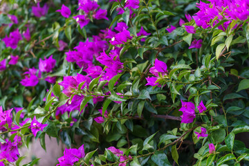 Bougainvillea flowers close-up