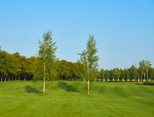 Green golf course field and two slender birch trees