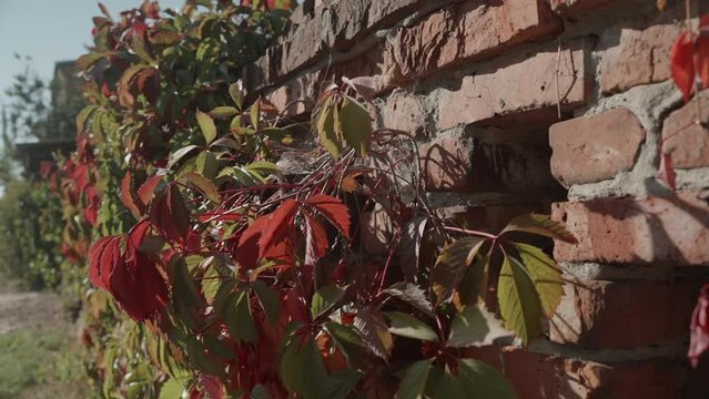 Red and green leaves of wild grapes or wild hops on an old brick fence or red brick wall. Yellowed leaves sway in the wind on a warm sunny autumn day.