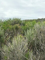 Australia Foliage