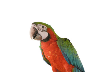 Catalina macaw isolated on white background. This has clipping path