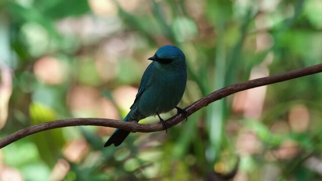 Perched on a vine while taking a shower from a dripping water inside the forest, Verditer Flycatcher Eumyias thalassinus, Thailand