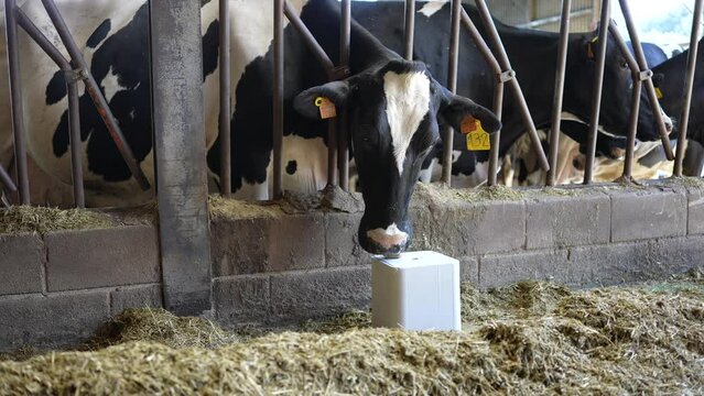 Black and white cow licking salt block, embodying rural harmony and peaceful coexistence. Minerals for animals.
Calm farm scene. Mineral cube.